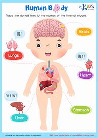 Image result for Human Body Parts for Kindergarten