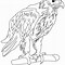 Image result for Philippine Eagle Drawing