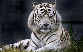 Image result for White Tiger Desktop Wallpaper