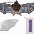 Image result for Bat Wing Hygiene