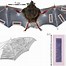 Image result for Bat Wing Membrane