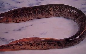 Image result for lamprea