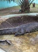 Image result for Biggest CROCODILE Ever Photographed