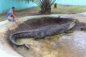 Image result for Lolong Crocodile