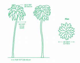 Image result for What Are the Dimensions of Palm Tree