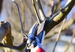 Image result for Pruning Apple Trees