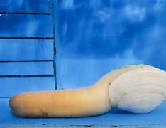 Image result for Giant Clam Geoduck