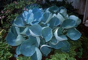 Image result for Hosta Abiqua Drinking Gourd