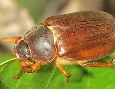 Image result for Bugs That Chirp