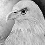 Image result for Awesome Eagle Drawings