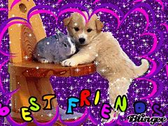 Image result for Best Friends Forever Dog Meme