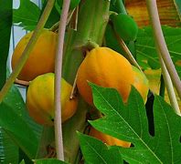 Image result for Papias Fruit