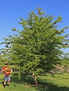Image result for Bald Cypress with Vine