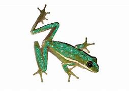 Image result for MIM Frog