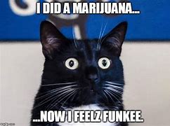 Image result for Cat Weed Meme
