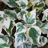 Image result for Blue Ivy Plant