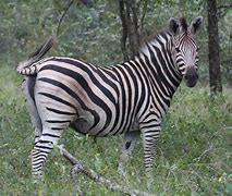 Image result for Zebra Gx430d