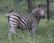 Image result for Zebra GC420t