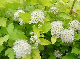 Image result for Physocarpus opulifolius Nugget