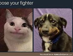 Image result for Choose Your Fighter Cat Meme