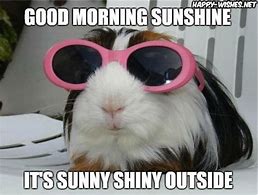 Image result for Happy Sunshine Day Meme