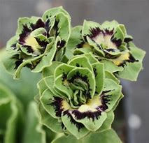 Primula auricula Karen Corday に対する画像結果