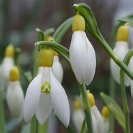 Image result for Galanthus Wifi Yellow Paprika