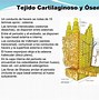 Image result for cartulaginoso