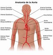Image result for aoterno