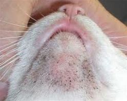 Image result for Cat Mouth Closed