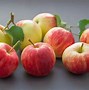Image result for Honeycrisp Apple Tree