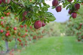 Image result for Apple Tree in USA