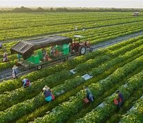 Image result for Local Organic Farms