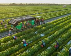 Image result for Local Farmers