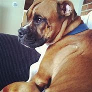 Image result for Pitbull Mix with Boxer Brown