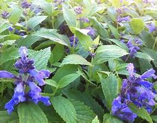 Image result for Nepeta subsessilis Washfield