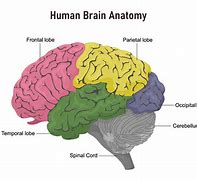 Image result for Anatomical Brain