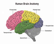 Image result for Brain Structure