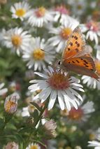 Image result for Aster lateriflorus Chloé