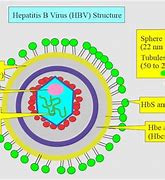 Image result for HBV Virus