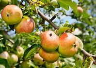Image result for Pollinator for Anna Apple Tree