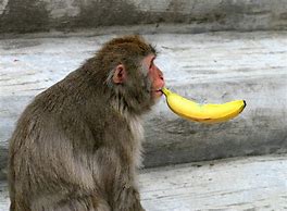 Image result for Monkey Banana Meme