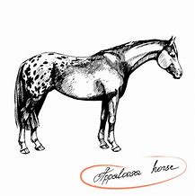 Image result for Appaloosa Horse Clip Art