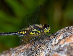 Image result for co_to_za_zygoptera