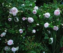 Image result for Rosa Great Maidens Blush