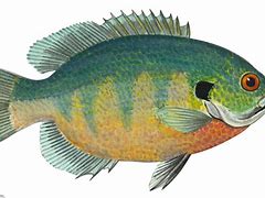 Image result for Freshwater Fish Bluegill