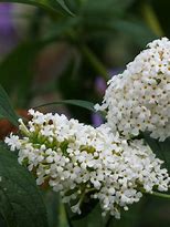 Image result for Buddleja davidii White Bouquet