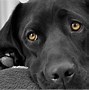 Image result for Cute Baby Black Lab Puppies