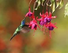 Image result for Hummingbird Vine Plant