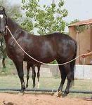 Image result for Rajputs Marwari Horse